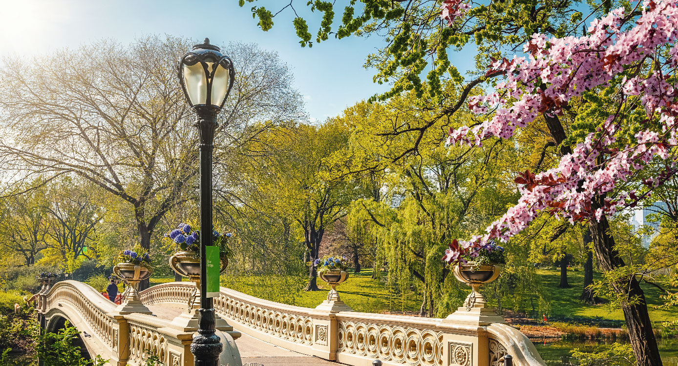 Compromiso en el Central Park de Nueva York